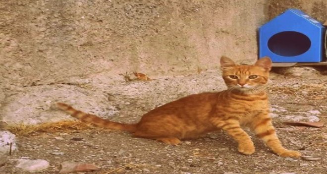 Her bilet bir ''Patihane''