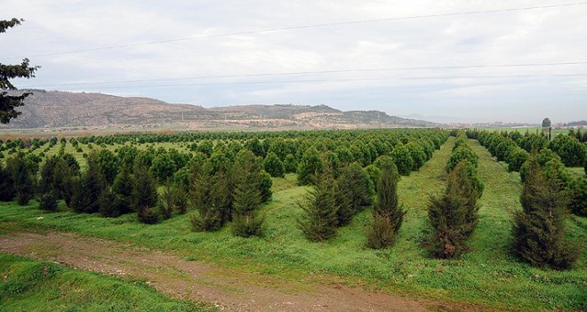 Her bir araç için 12 ağaç...