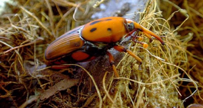 İl Sağlık Müdürlüğü uyardı: ''Bu böceğe dikkat!''