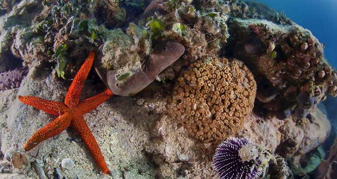 İzmir Körfezi'nde canlılık artıyor