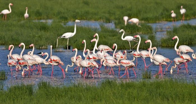 İzmir Kuş Cenneti Milli Park Oluyor