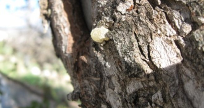 İzmir Orman Bölge Müdürlüğü'nden 