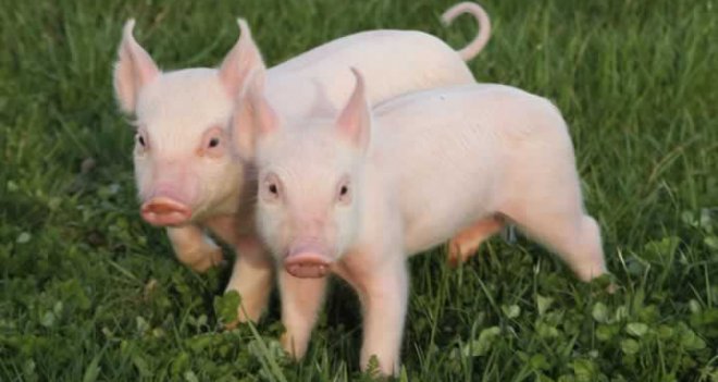 İzmir'de 63 kilo domuz eti ele geçirildi...