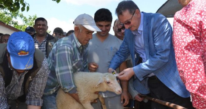 İzmir’de koyun ve keçilere elektronik kimlik