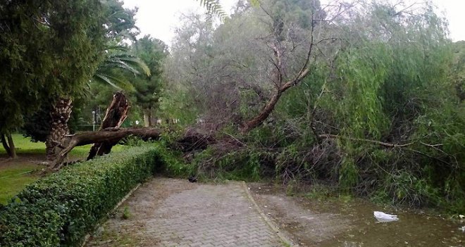 İzmir'de lodos 75 ağacı devirdi