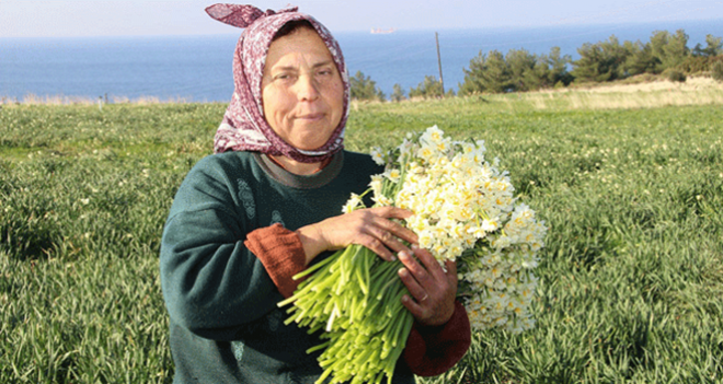 İzmir'de ''Nergiz'' mevsimi...