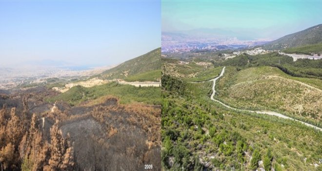 İzmir’in ''akciğerleri'', küllerinden doğdu