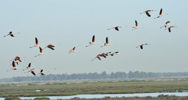 İZMİR'İN ARITMA SUYU KUŞ CENNETİ'NE 