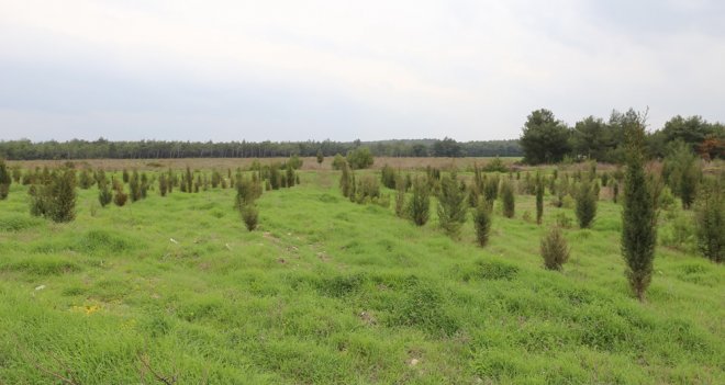 İzmir'in ''ciğerleri'' yeniden yeşeriyor