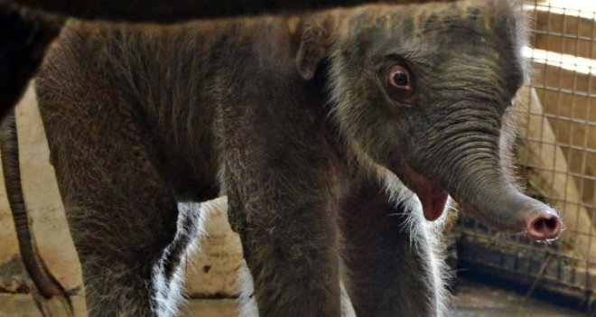 İzmir'in kardeşinin adı Deniz oldu...