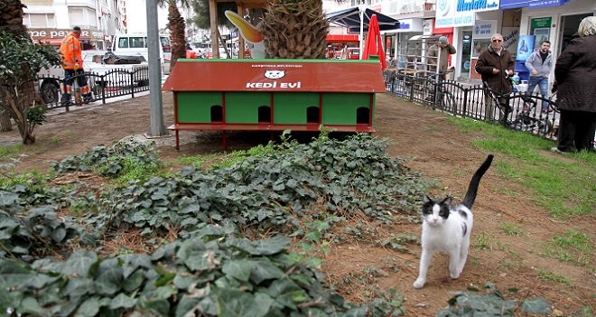 Karşıyaka Belediyesi'nden kedilere ev...