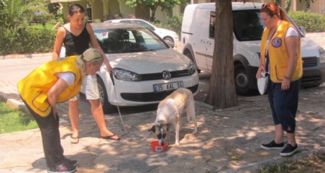 Karşıyaka Yalı Lions Kulübü'nden sokak hayvanlarına yardım