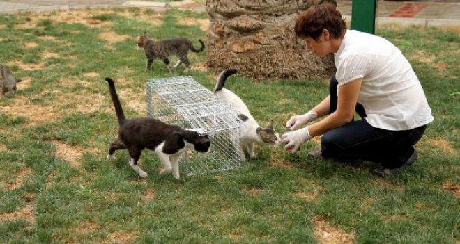 Karşıyaka'da bir ayda 300 kedi kısırlaştırıldı
