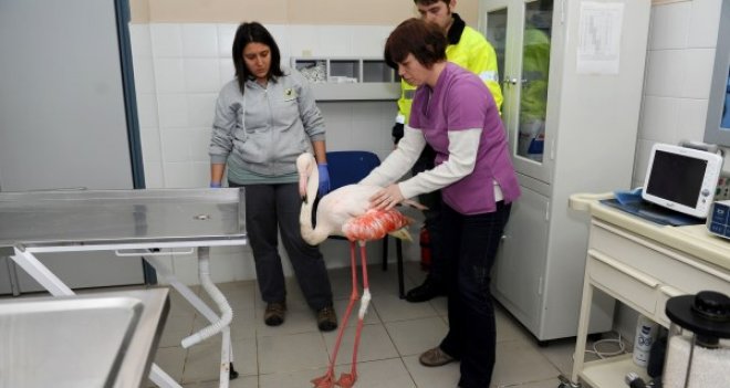 Karşıyaka'da flamingo operasyonu...