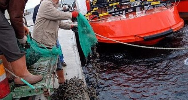Karşıyaka'da kanunsuz midye avcılığı yapanlara 90bin lira ceza