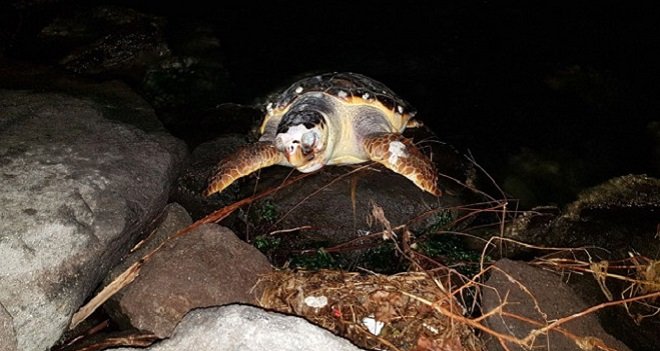 Karşıyaka'da karaya caretta caretta vurdu!