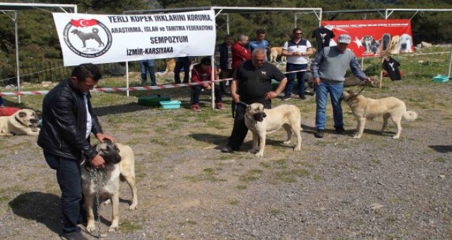 Karşıyaka’da köpek ırkları yarışacak