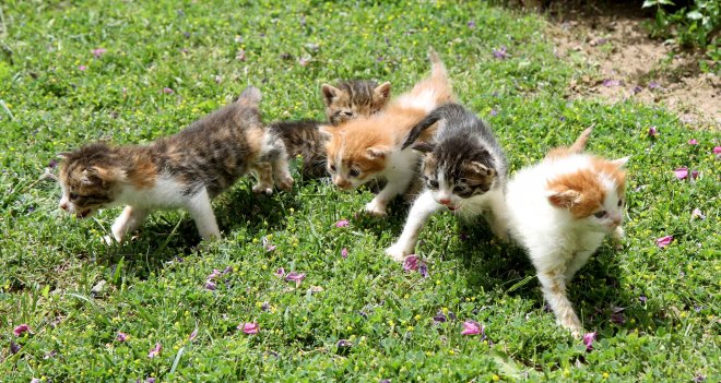 Karşıyaka'da Minik yavrular yuva arıyor