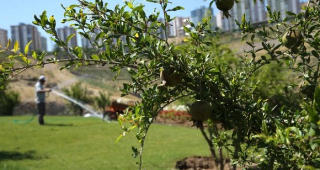Karşıyaka'da parklar nar ağaçlarıyla süslendi