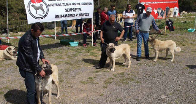 Karşıyaka’da ''Yerli Köpek Irkları Çalıştayı'' yapıldı