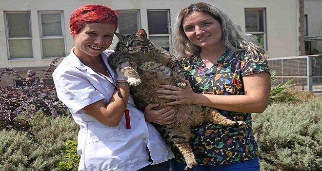 Karşıyaka’nın Obez kedisi diyette