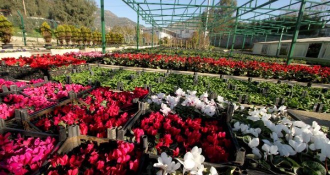 Karşıyaka'nın parklarını 300bin çiçek süsleyecek