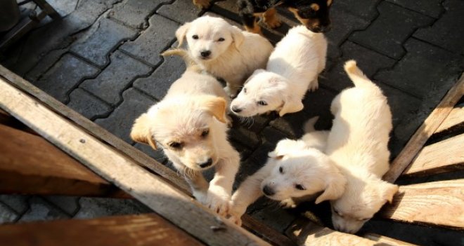 Kent A.Ş restoranlarının artık yemekleri barınağa gidiyor...