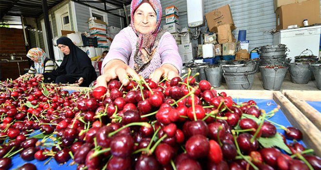 Kirazda rekolte arttı...