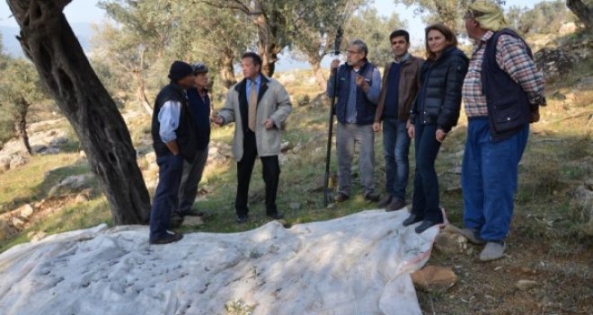 Köylüler ile zeytin silkeleyip topladılar
