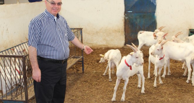 Koyun-Keçi sütünde rekor fiyat