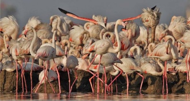 Kuş Cenneti'nde 6 bin filamingo yavrusu