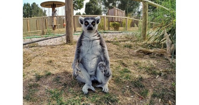 Lemur ve mirketlerden ilginç pozlar...