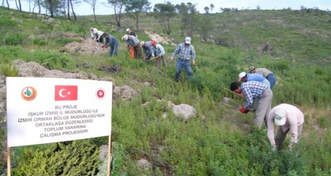 Ormanda 8 bin kişiye iş umudu
