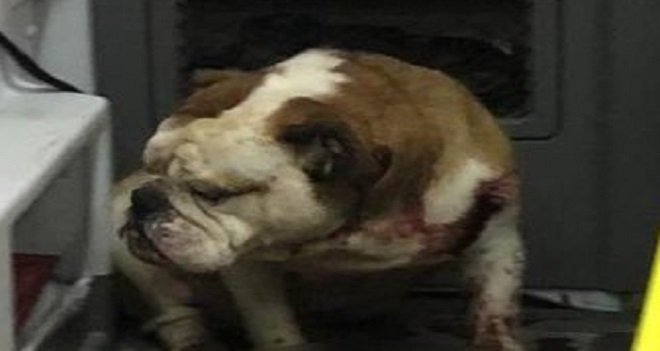 Sahipli Bulldog, önce çiçekçiyi, sonra doktoru ısırdı…