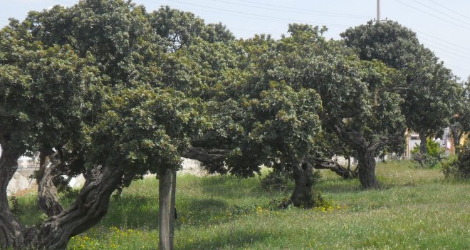 Sakız ağacı için İzmir'de 20bin hektar alan