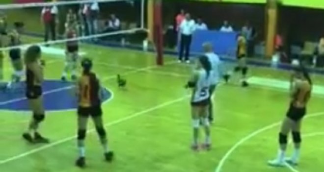 Salona giren tavuk maçı durdurdu!...