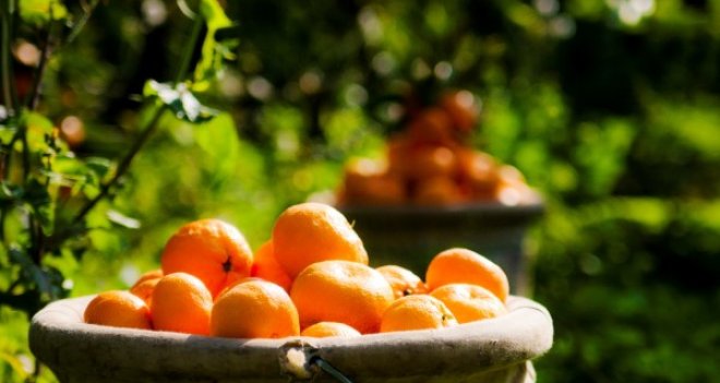 Satsuma ihracatında Rusya sevinci