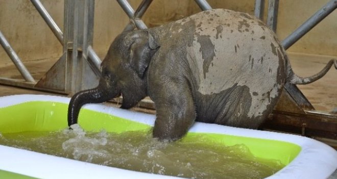 Sevimli Fil Deniz'in İlk Banyo Keyfi