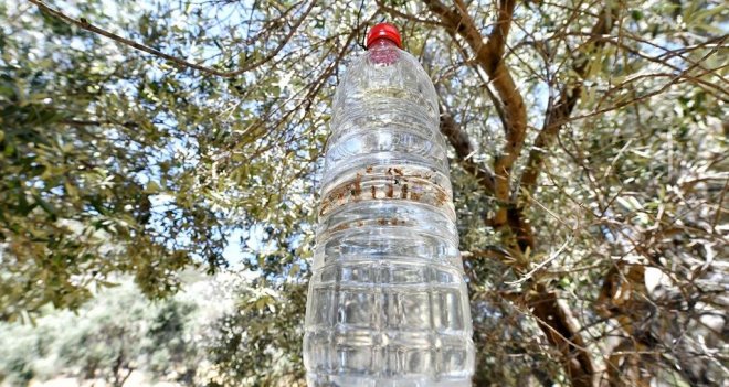 Sinek tuzağa takıldı, 82 bin zeytin ağacı kurtuldu