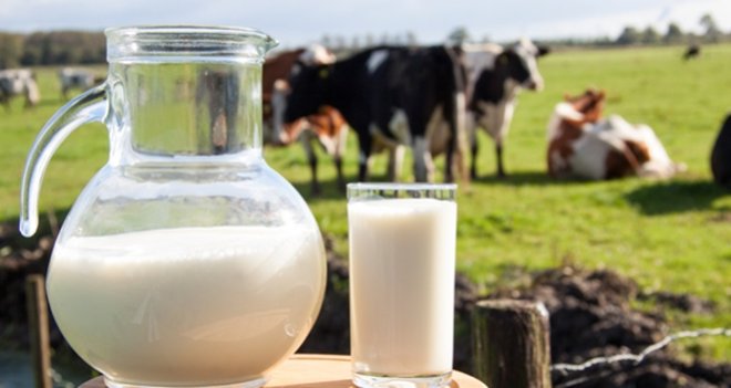 Süt üretimi düşüşte