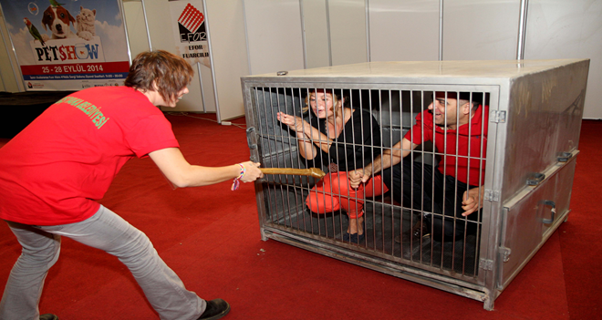 Tasma takıp, kafese kapattılar!..