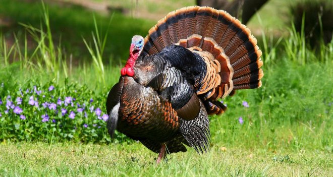 Tavuk etine talep düştü, vatandaş hindiye yöneliyor