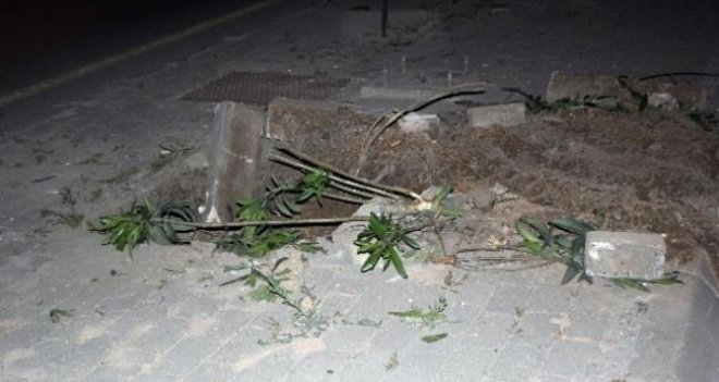 Tramvay için gece yarısı ağaçları kestiler...