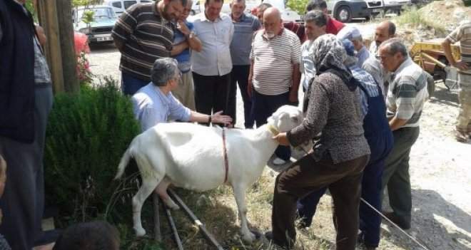 Urla’da Sakız Koyunu yaygınlaştırma çalışmaları 