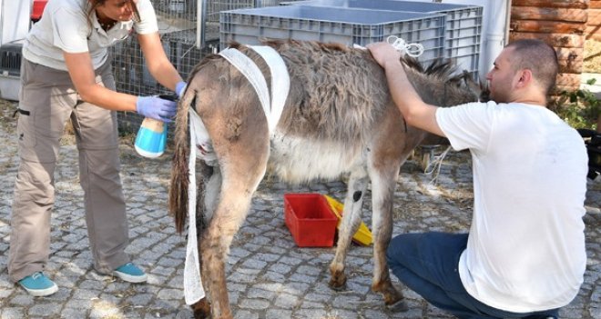 Yaralar Doğal Yaşam Parkı'nda sarıldı...