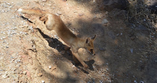 YARALI HAYVANLAR SAĞLIĞINA KAVUŞTU