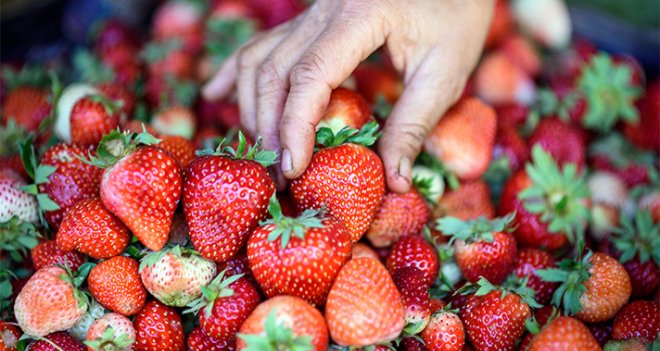 Yarımada çilek kokacak