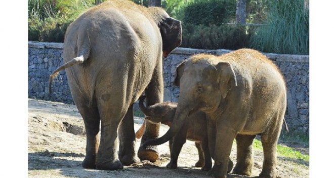 Yavru fil Deniz gökyüzü ile tanıştı