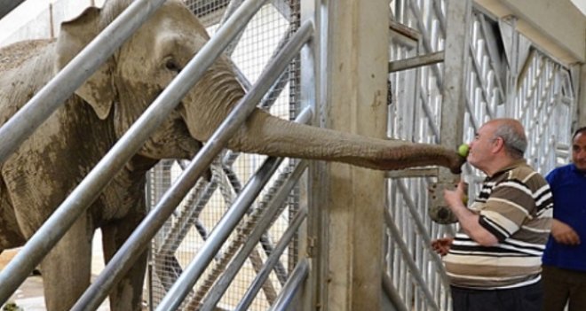 YILLAR SONRA BAKTIĞI FİLLE BULUŞTU...