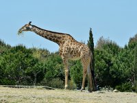  6 Akdeniz ülkesini İzmir temsil edecek 